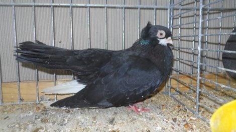 black pigeons - tumbler pigeons
