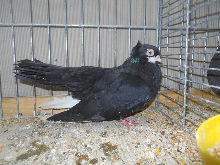 black pigeons - tumbler pigeons