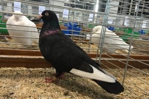 black white - tumbler pigeons