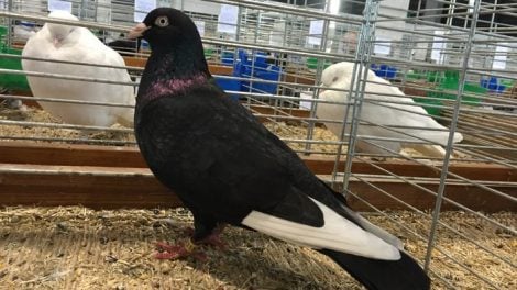 black white - tumbler pigeons