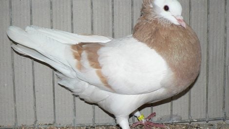 Kröpfer tauben