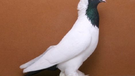 color pigeons - kabootar