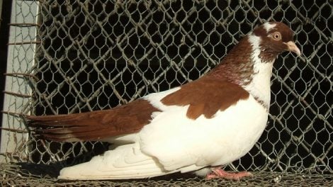 tumbler pigeons