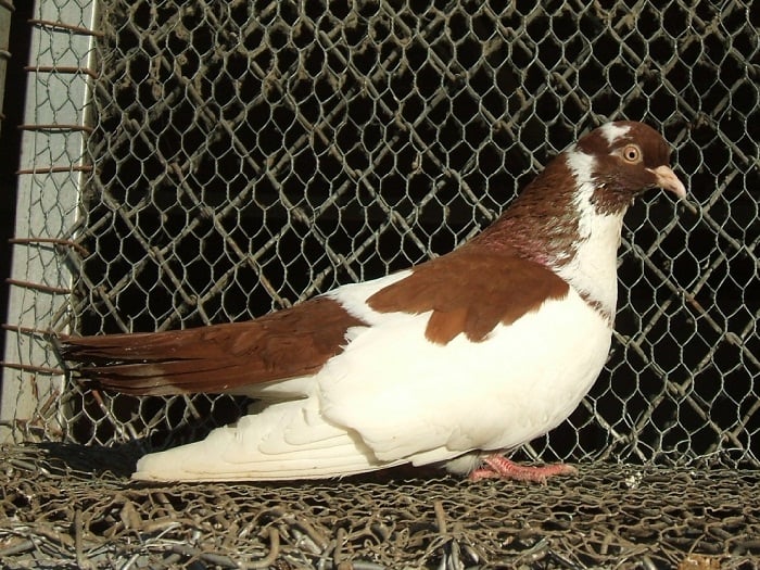 tumbler pigeons