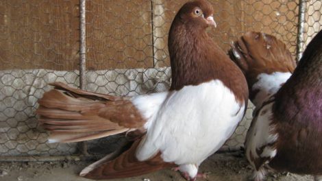 bulgarian - tumbler - roller - donek
