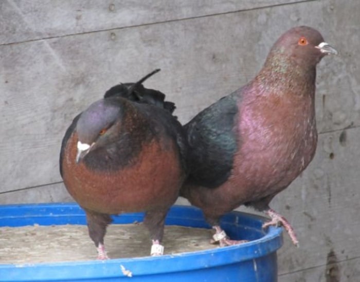 gabriel - archangel - colour - pigeons - bird