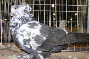 species - hungarian - dove -pigeons