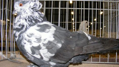 species - hungarian - dove -pigeons