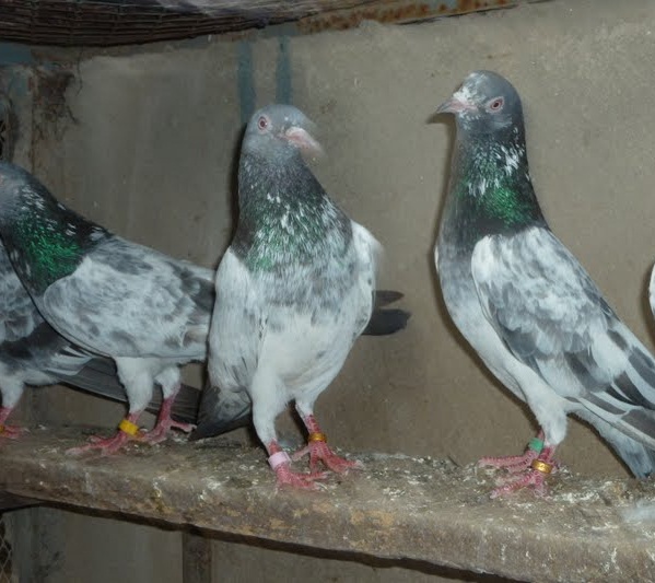 picyures of pigeons