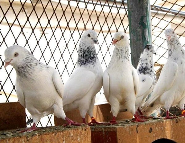 انواع الحمام الزينة بالصور