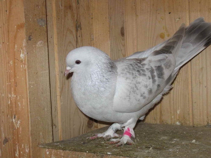 turkish pigeons