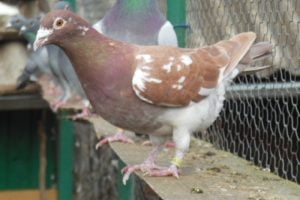 mouleman pigeons