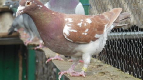 mouleman pigeons