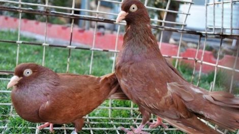 red donek pigeons