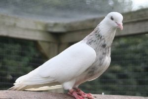 iranian pigeons