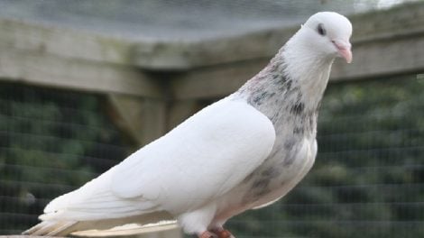 iranian pigeons