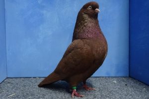 tumbler pigeons brown tumlber