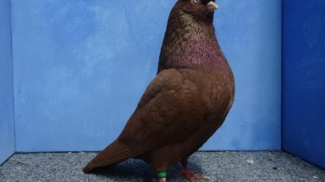 tumbler pigeons brown tumlber