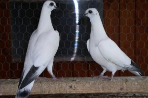 wikipedia pigeons - pigeon wiki