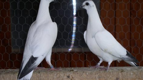 wikipedia pigeons - pigeon wiki