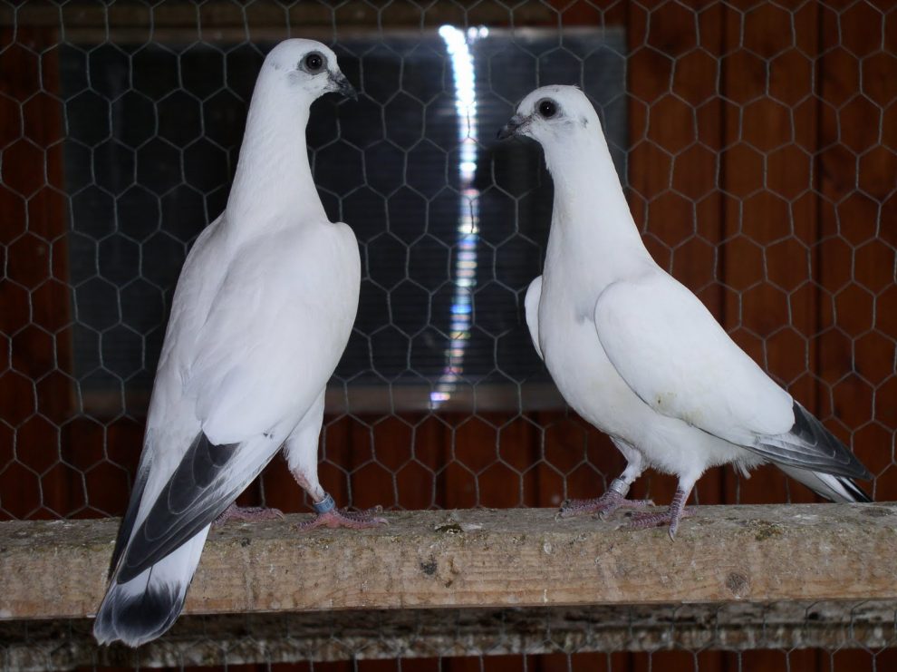 wikipedia pigeons - pigeon wiki