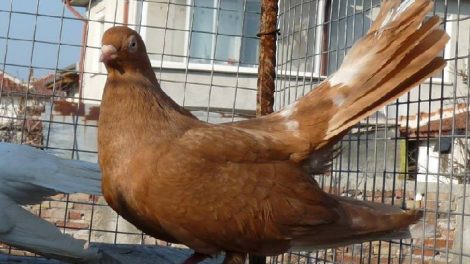 roller pigeons