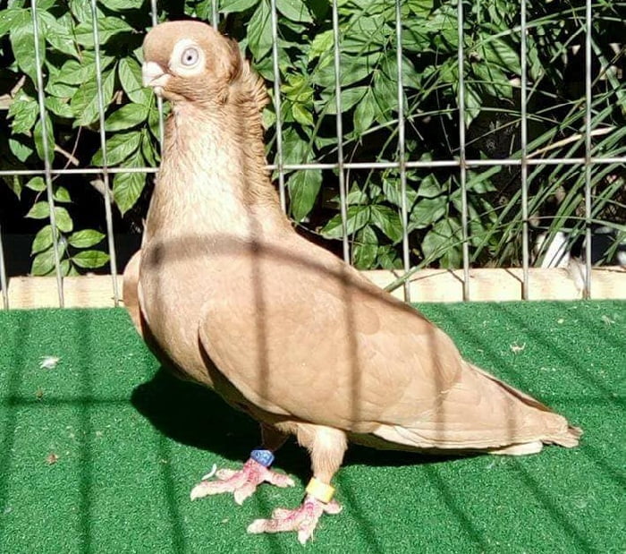 Culbutant - pigeons - jaune