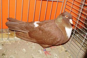 Les races de pigeons reconnues