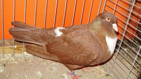 Les races de pigeons reconnues