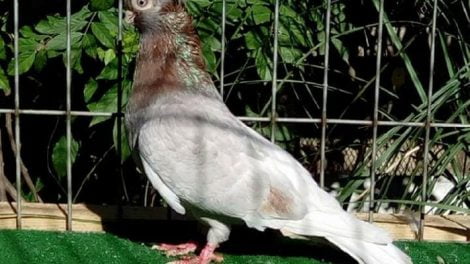 sf tumbler pigeons