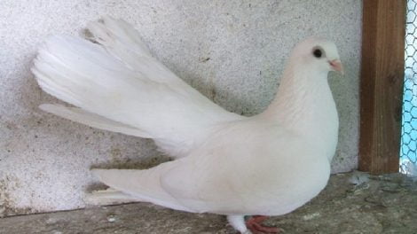 weisser - Hochflieger - tauben