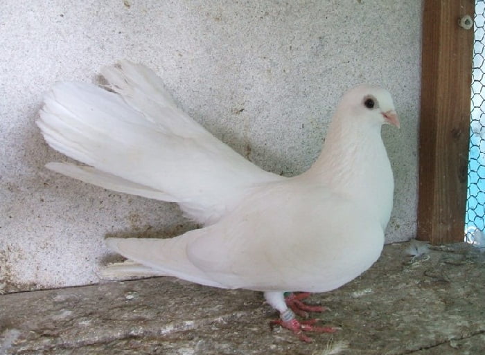 weisser - Hochflieger - tauben