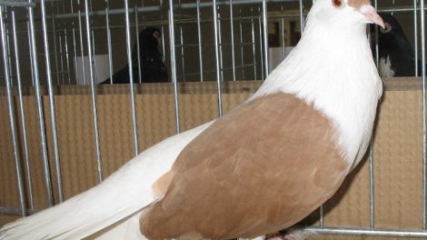 vilnius pigeons