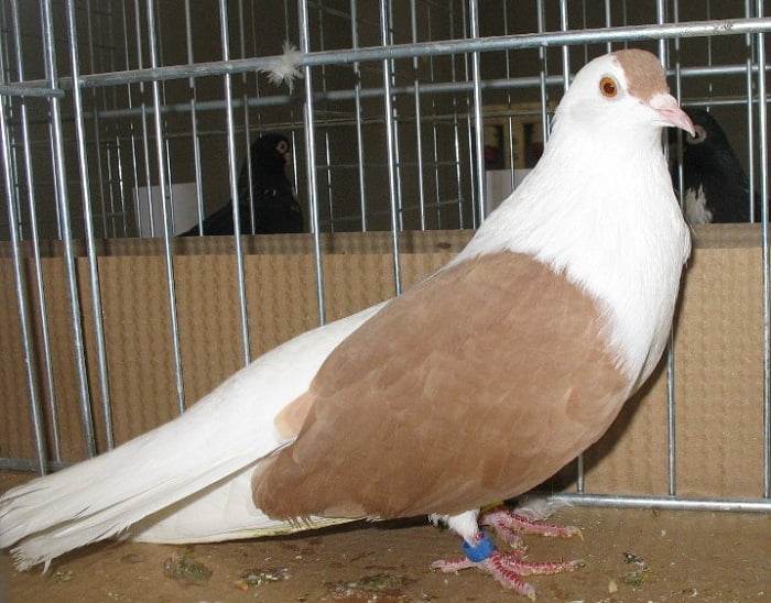 vilnius pigeons