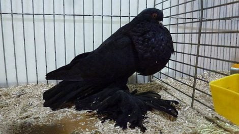 duiven