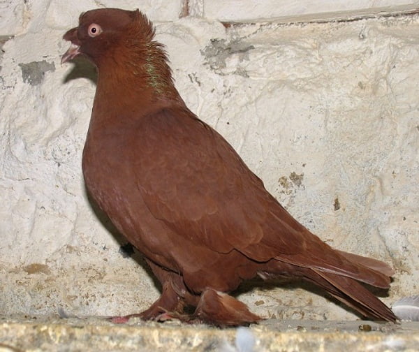 demkesh - türk güvercinleri - kırmızı güvercin