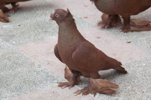 ankut pigeons