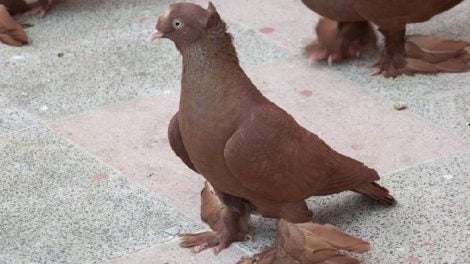 ankut pigeons