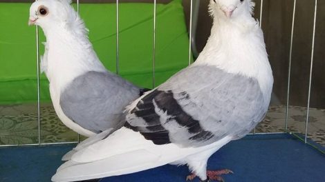 pigeosn - owl - bulgar - bluesjhiled