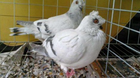 tumbler pigeosn - chinese pigeosn