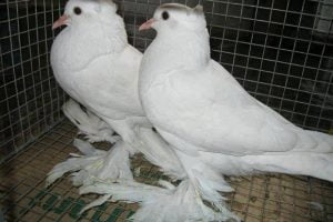 tumbler - indian -lootan