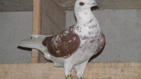 pigeons - fillo - turkish - homer
