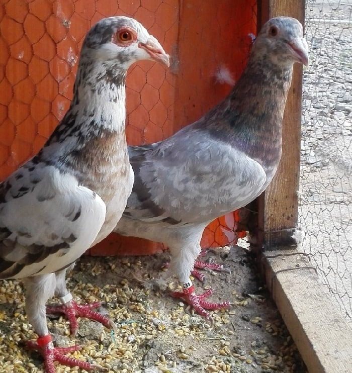 bagdadi pigeons - warzentauben