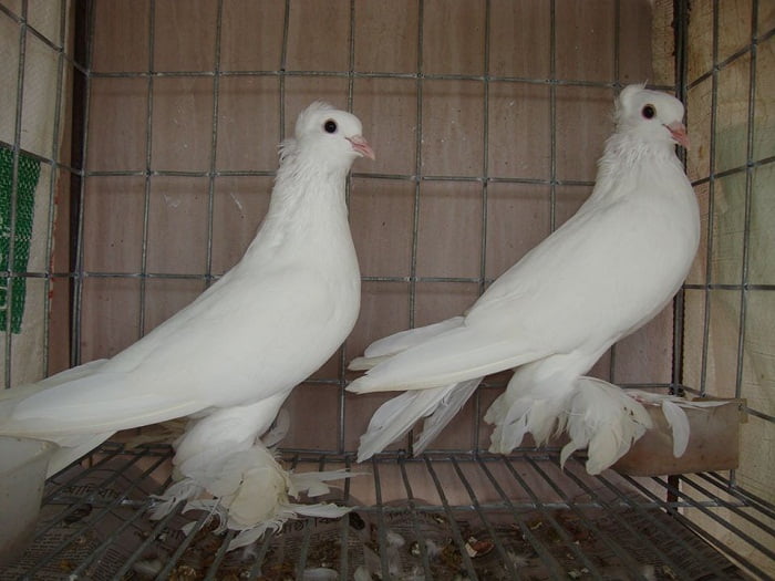 pigeons - ground tumbler
