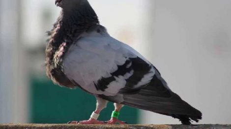 cropper pigeons