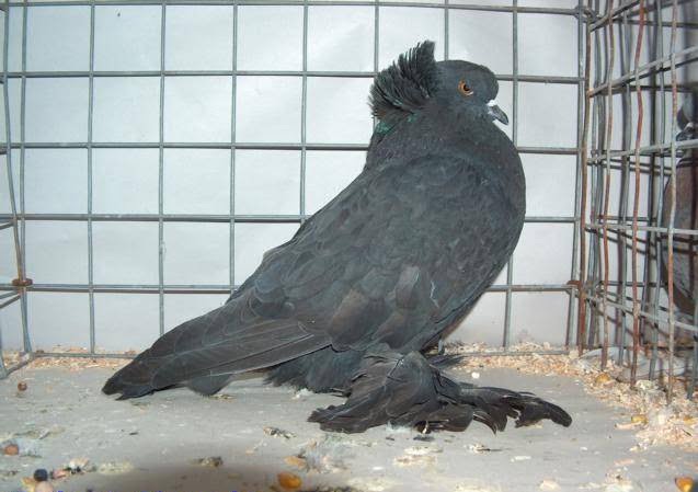 black african toy - rare breeds of pigeon