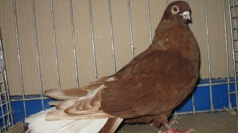 red white tail pigeons