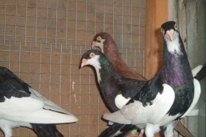 pigeons de culbutant