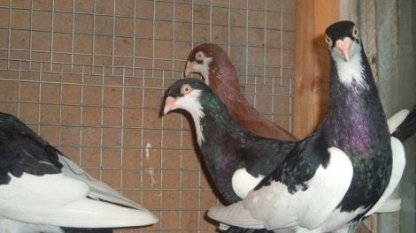 pigeons de culbutant