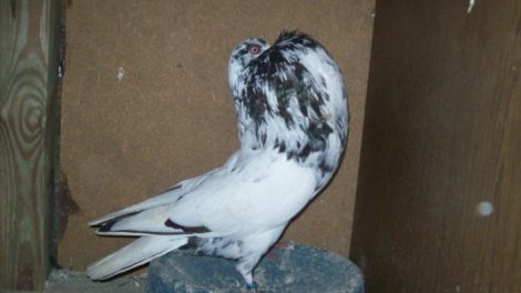 kröpfer pigeons